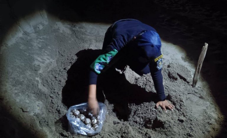 Policía Ecológica de la SSP rescata mil novecientos huevos de tortuga en Acapulco, Gro