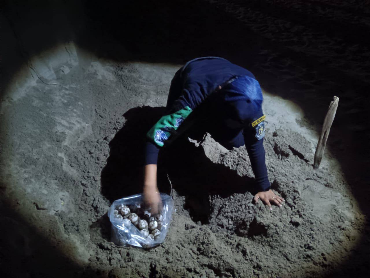Policía Ecológica de la SSP rescata mil novecientos huevos de tortuga en Acapulco, Gro