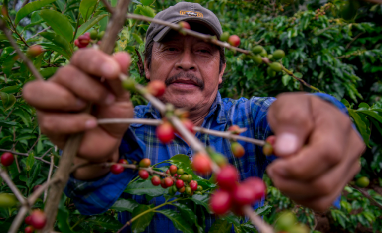 El café florece en La Montaña: Guerrero cosecha desarrollo y esperanza