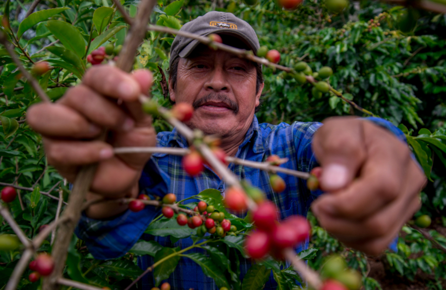 El café florece en La Montaña: Guerrero cosecha desarrollo y esperanza