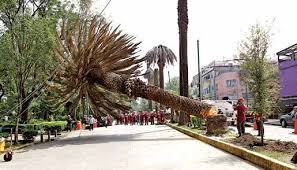 CDMX retirará hasta 9 mil palmeras por plaga de hongos y las sustituirá con árboles nativos