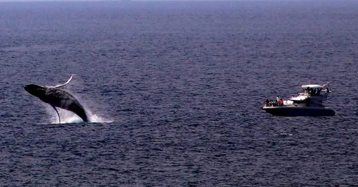 Acapulco vuelve a ser destino oficial para la observación de ballenas