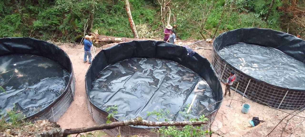 Sagadegro impulsa proyecto de E. Salgado para producir trucha arcoíris en Cochoapa