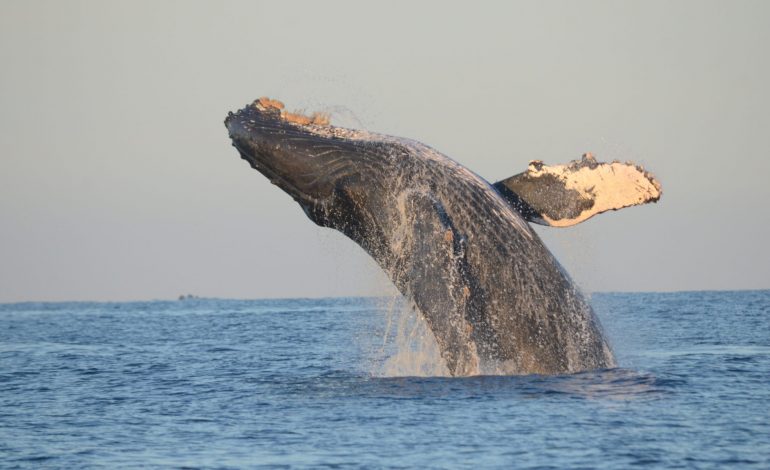 Ballenas llegan este invierno a Guerrero y ya hay fechas y lugares para su avistamiento