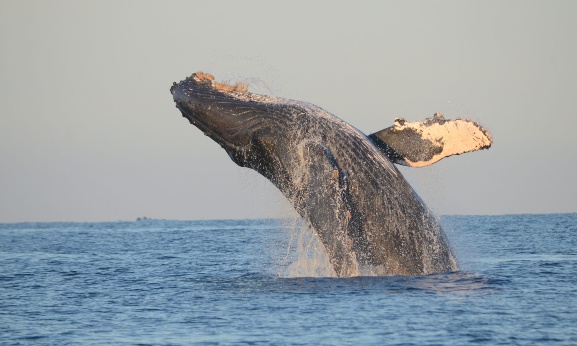 Ballenas llegan este invierno a Guerrero y ya hay fechas y lugares para su avistamiento