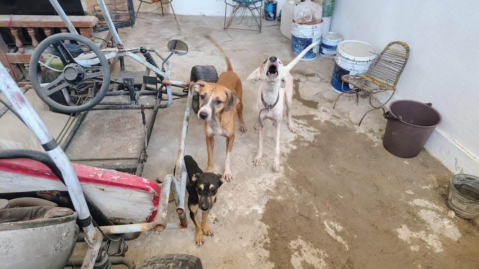 Ecología retira perros por presunto maltrato en colonias de Acapulco